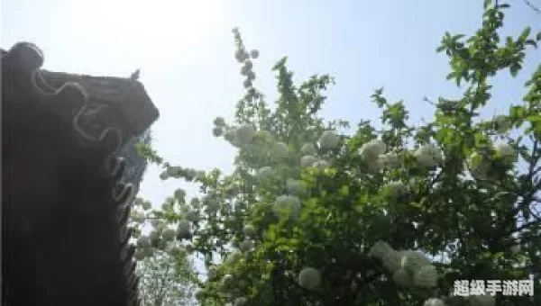 丹阳翼网