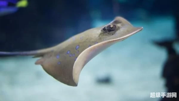 海洋鱼类中有全身恒温的鱼类吗