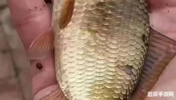 wow变异鱼