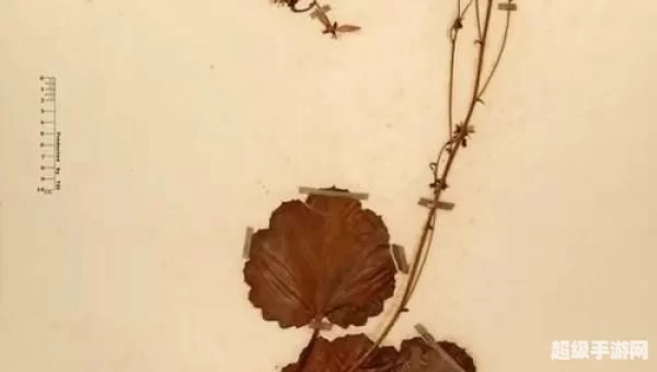 铁珊瑚