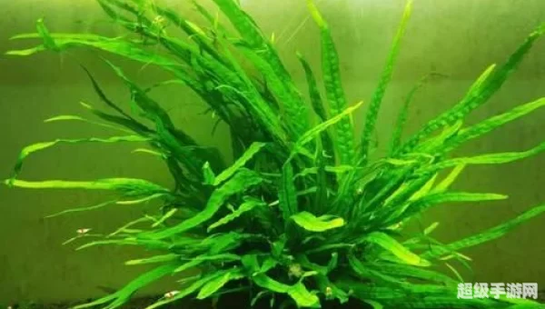 铁珊瑚
