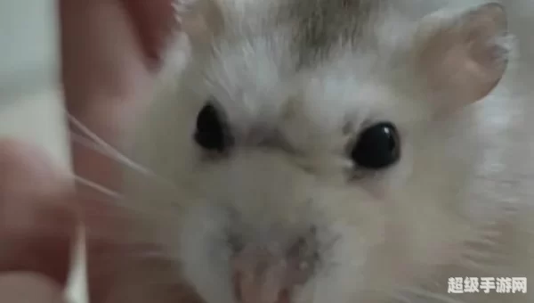 刀疤鼠