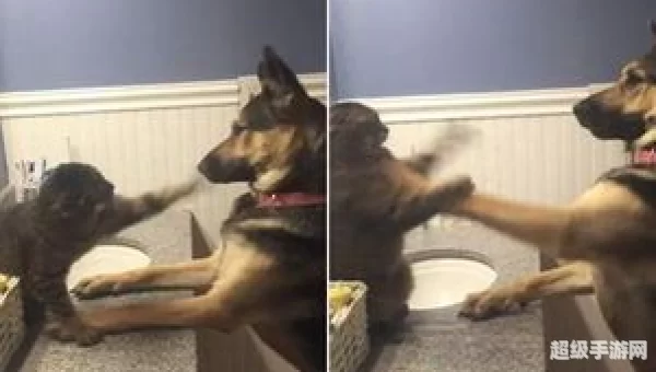 猫狗大战
